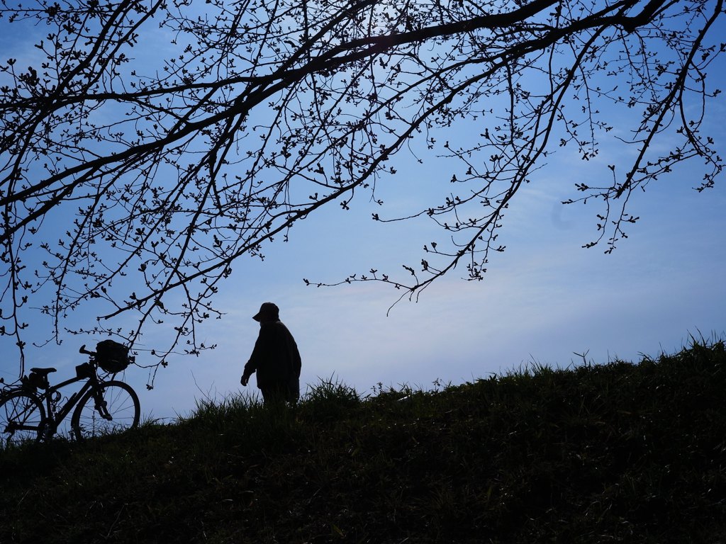 桜の木の下