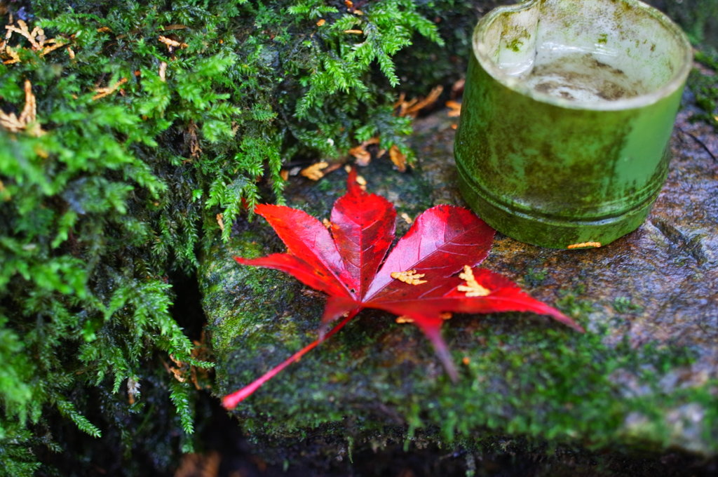 紅一点