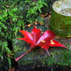 紅一点