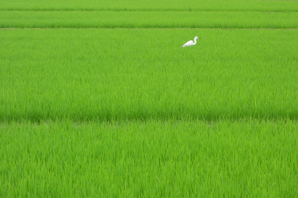 鷺