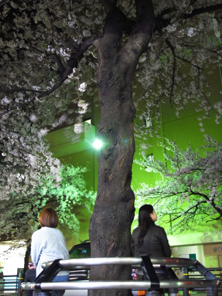 桜の下で待ち合わせ