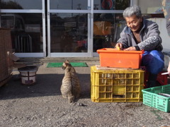 猫とおじさん