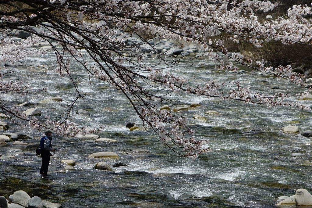 桜と釣り人