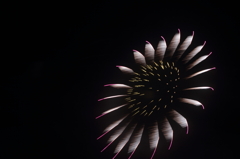 夜のひまわり