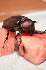 横から