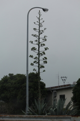 なんという植物？