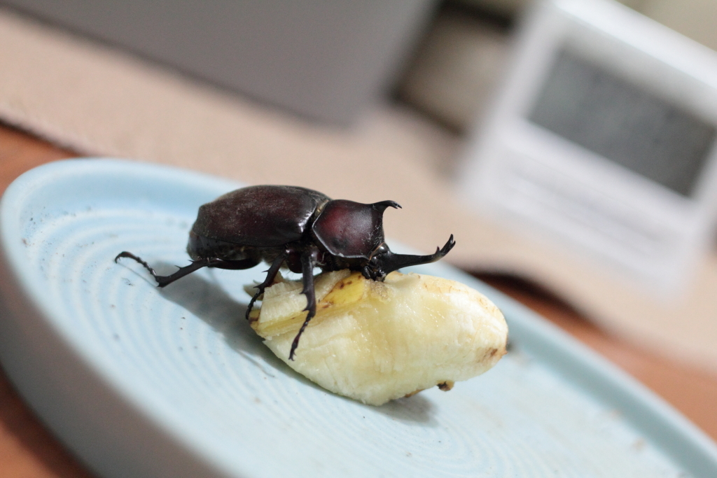 バナナはおいしいかな
