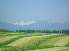 牧草一番刈　日高山脈を望む