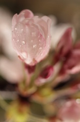 桜の色っぽさ
