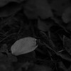 桜の終焉