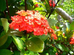 徳之島の花