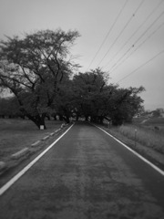 IMG_0494