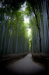 竹林