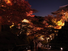 夜紅