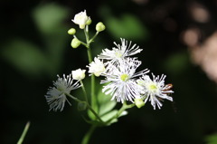 白華