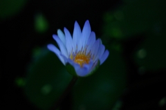 青白き光