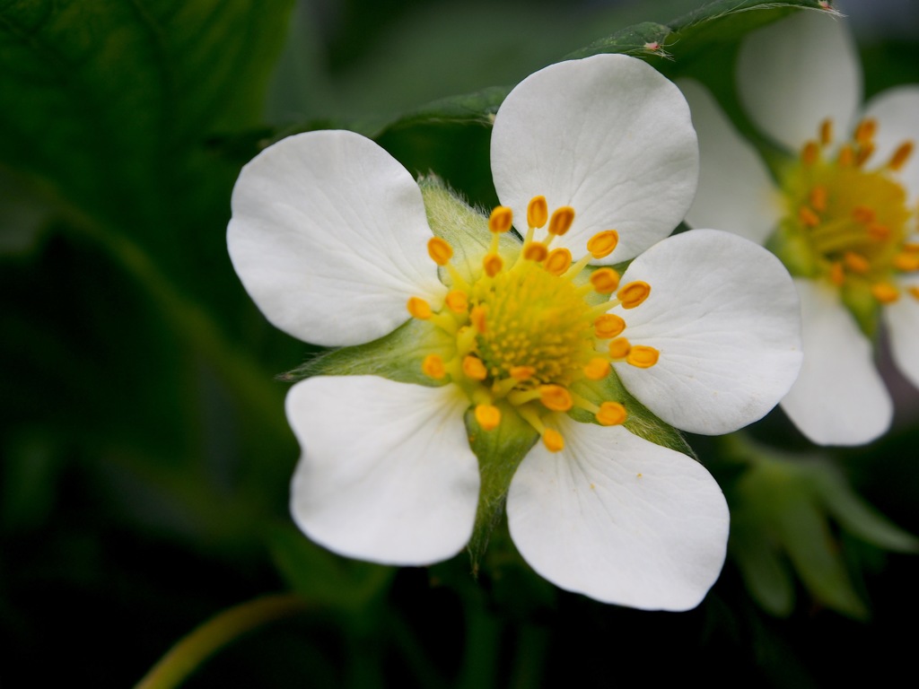 苺の花