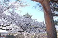 春満開