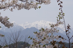 桜仙挟からの風景