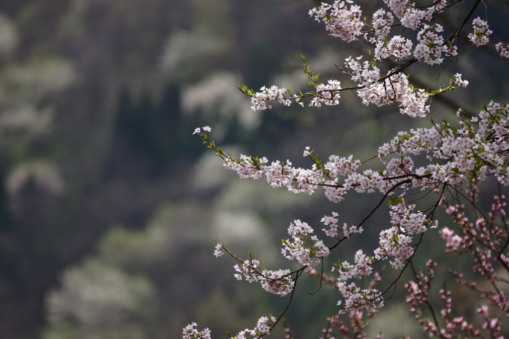 桜仙挟
