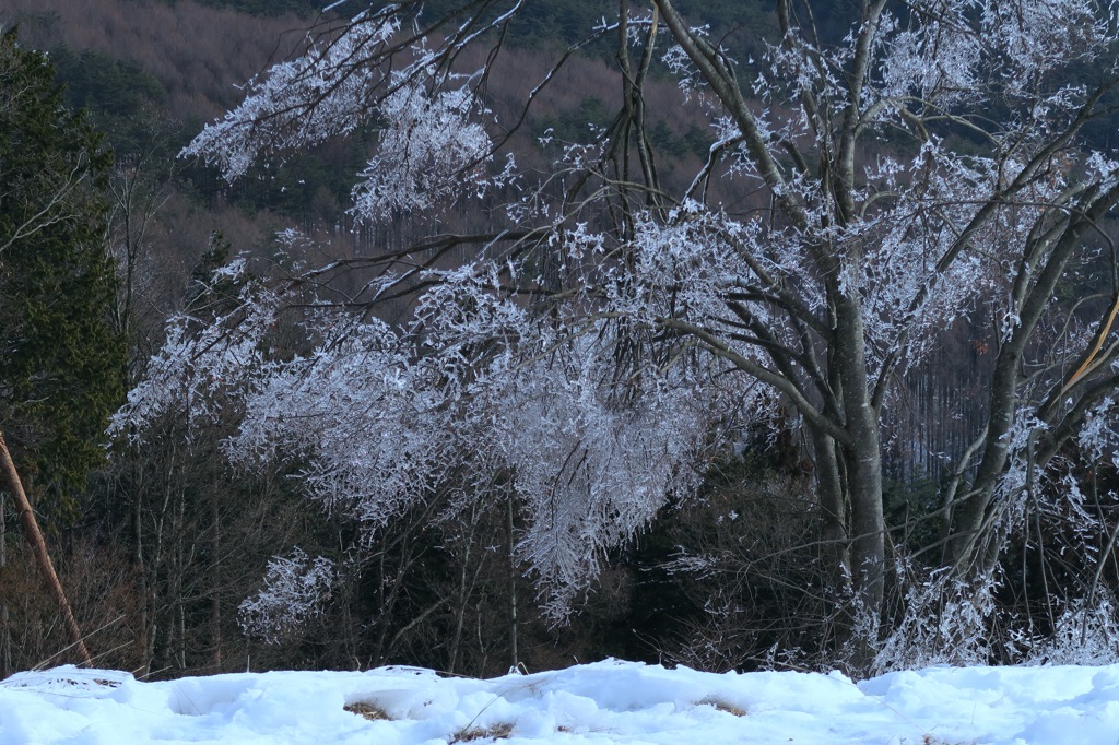 花のような....雨氷