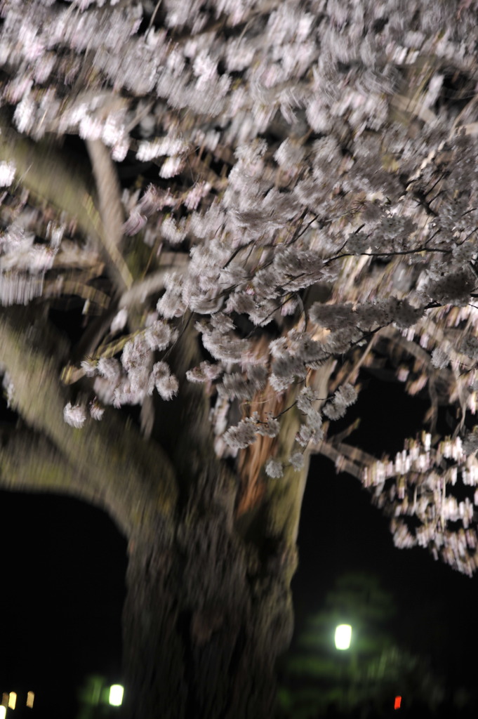 夜桜
