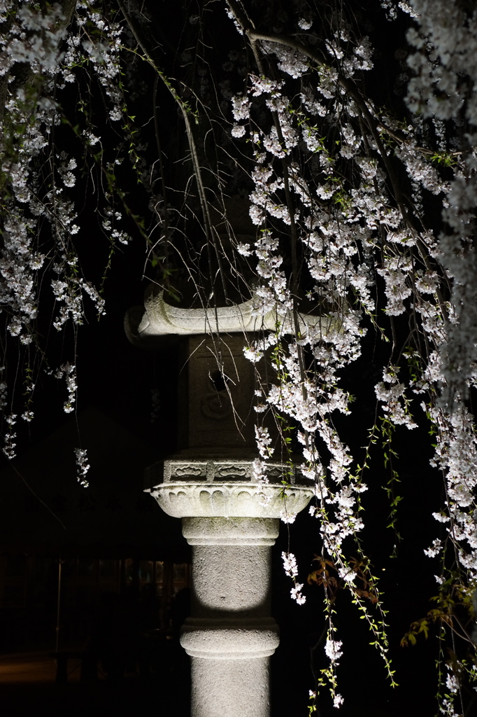 夜桜