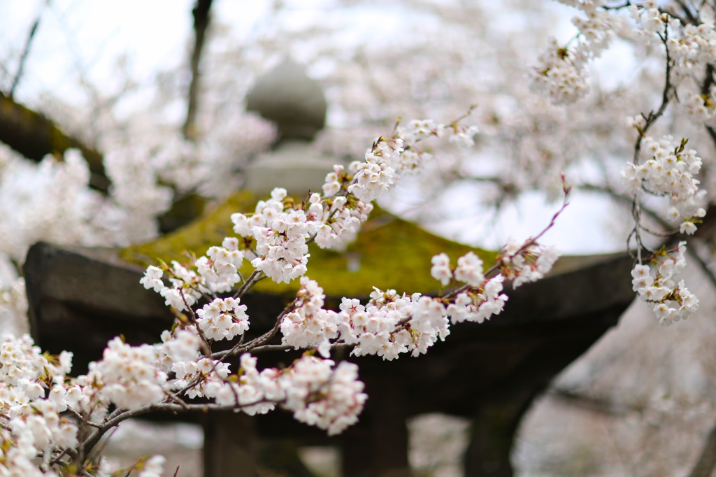 寺桜