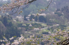 桜仙挟