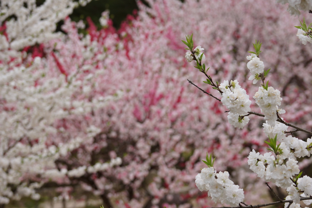 花桃