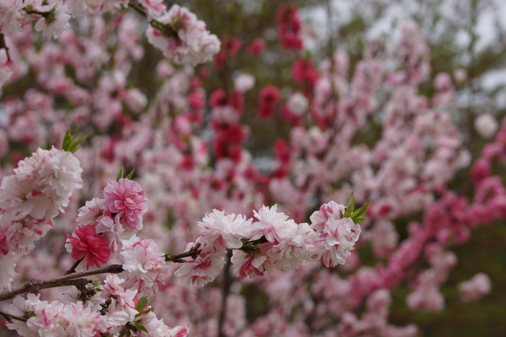 花桃