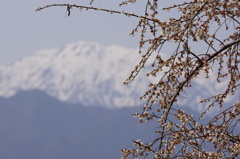 桜仙挟からの風景