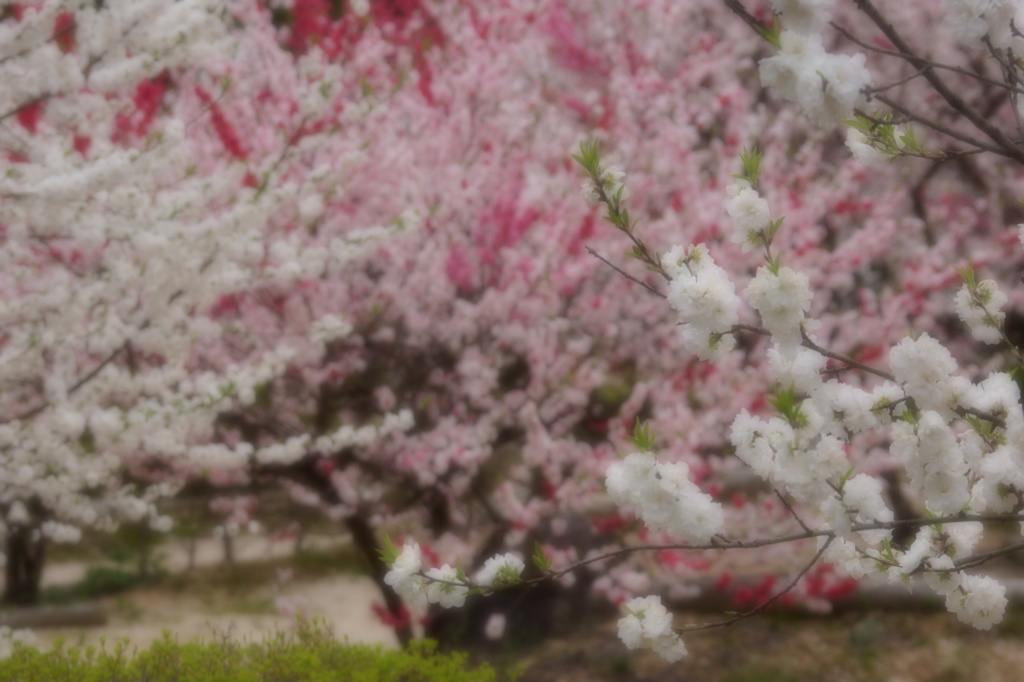 花桃