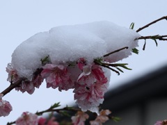 春の雪３