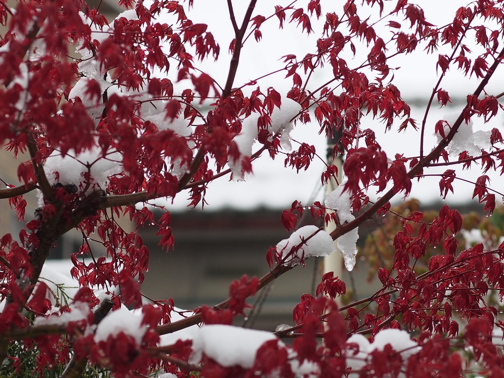 春の雪１