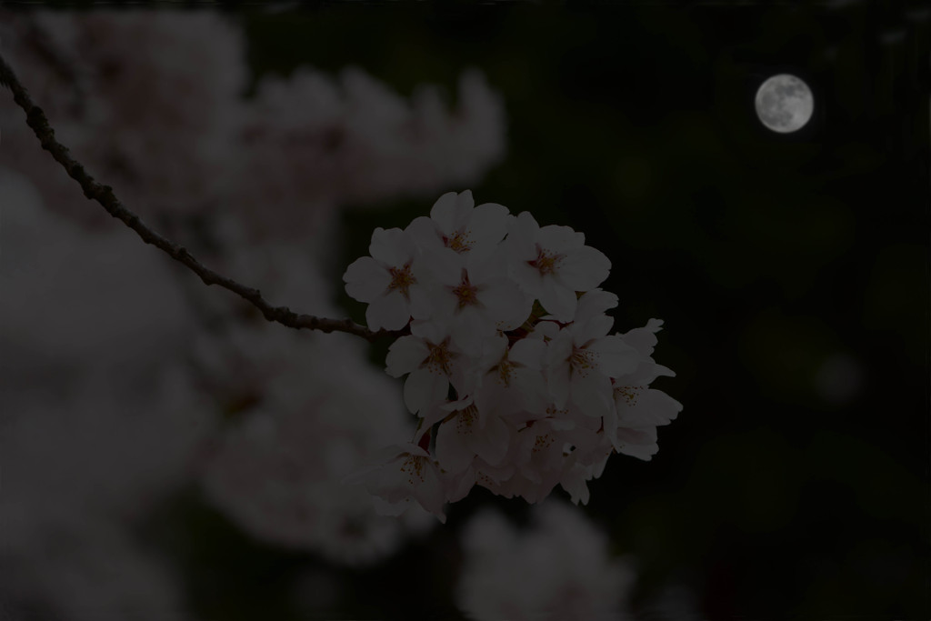 満月の夜