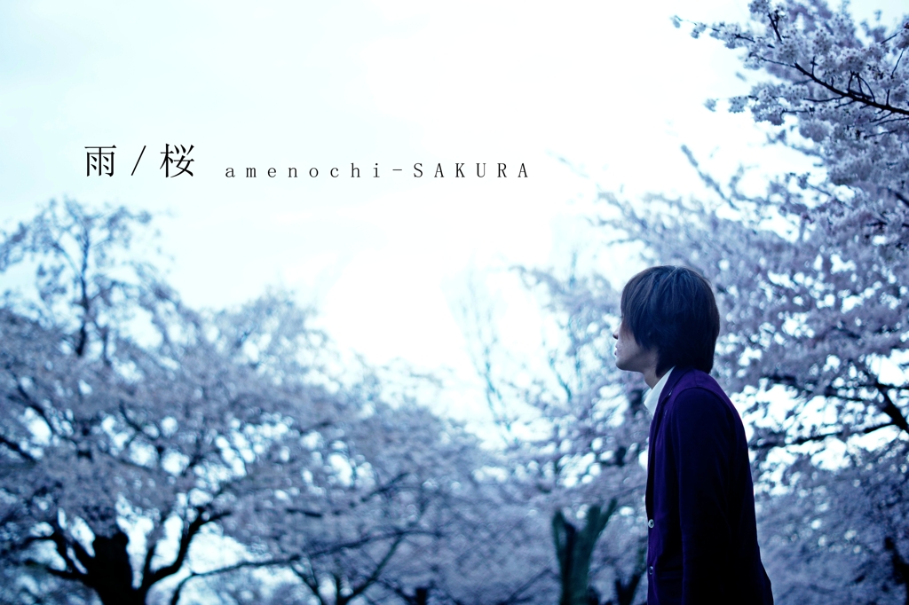雨天に桜とは如何なものかと。
