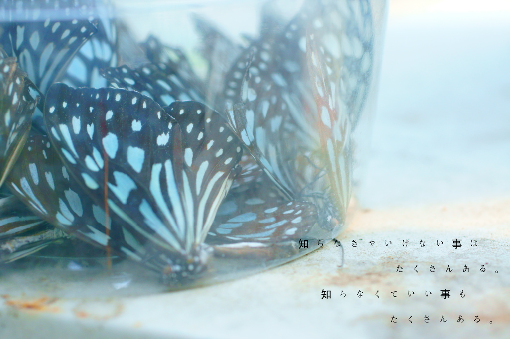 翼