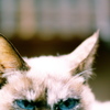 猫科最強の青