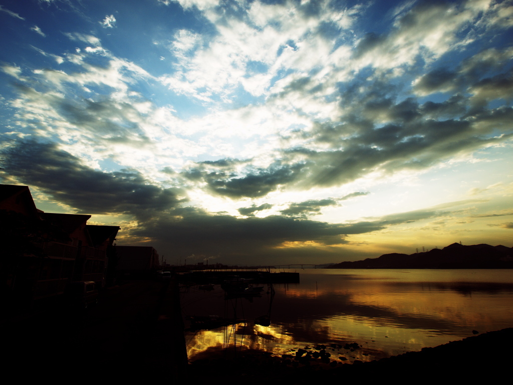 Morning Glory