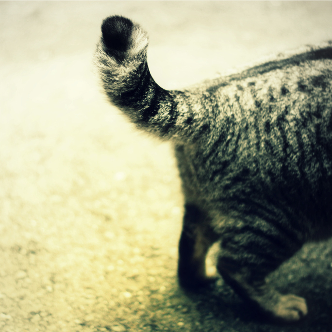 猫まっしぐら