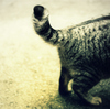 猫まっしぐら