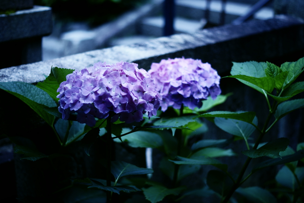 雨上がりの紫陽花