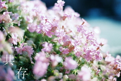 海岸沿いに咲く花