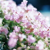 海岸沿いに咲く花