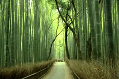 竹の道