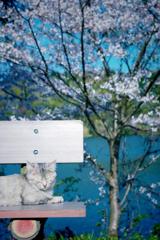 猫も花見