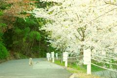桜と猫