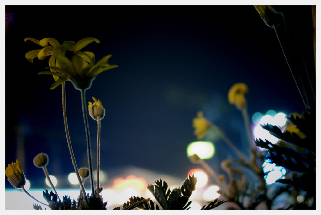 夜の花