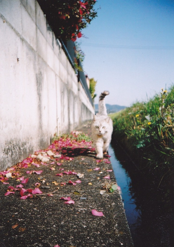 春のお散歩